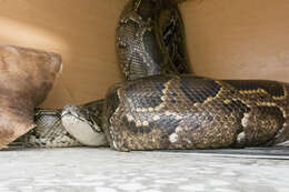 Image of Burmese python