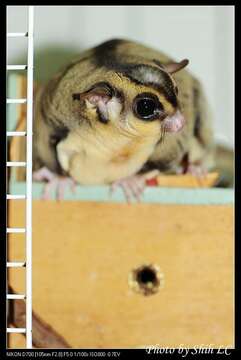 Image of Sugar Glider