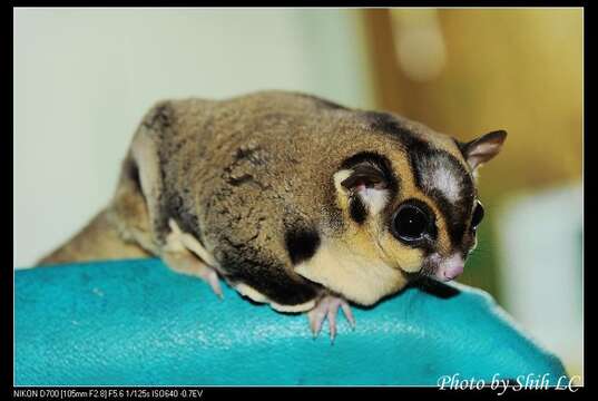 Image of Sugar Glider