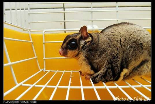 Image of Sugar Glider