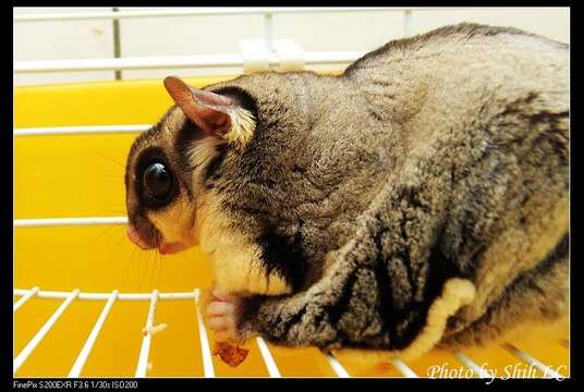 Image of Sugar Glider