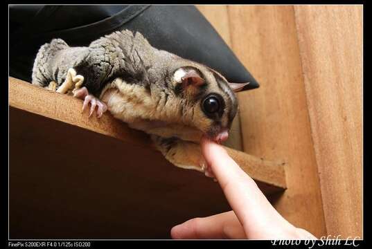 Image of Sugar Glider