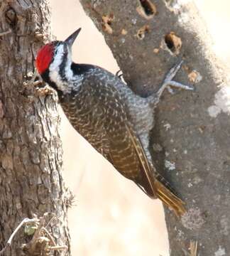 Image of Bearded Woodpecker