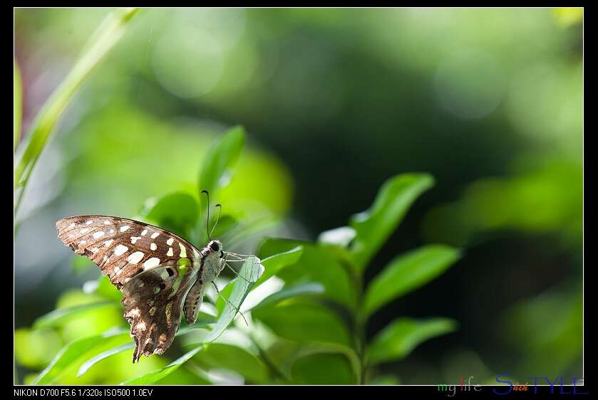 Imagem de Graphium agamemnon (Linnaeus 1758)