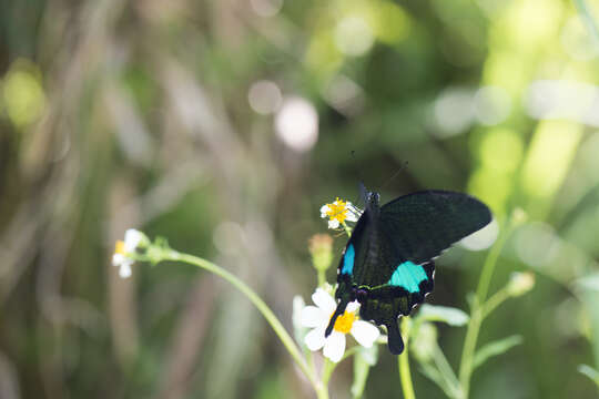 Image of Papilio paris Linnaeus 1758