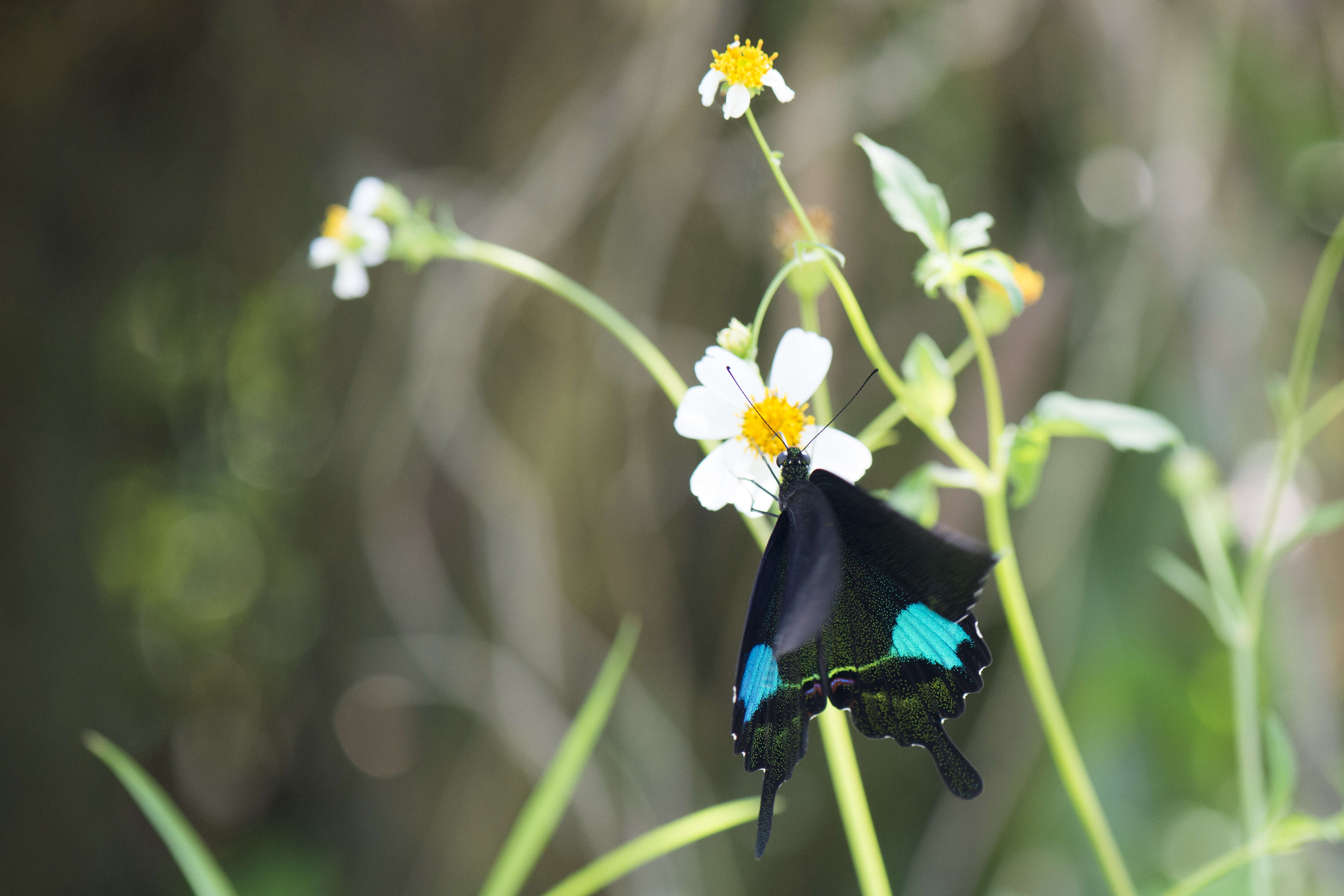 Image of Papilio paris Linnaeus 1758