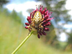 Image of Aculepeira ceropegia (Walckenaer 1802)