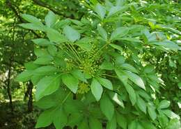 Image of Eleutherococcus nodiflorus (Dunn) S. Y. Hu