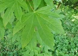 Image of castor aralia