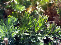 Image of Artemisia chamaemelifolia Vill.