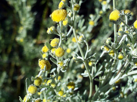 Image of Artemisia chamaemelifolia Vill.