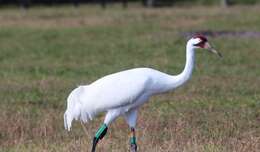 Image of Whooping Crane