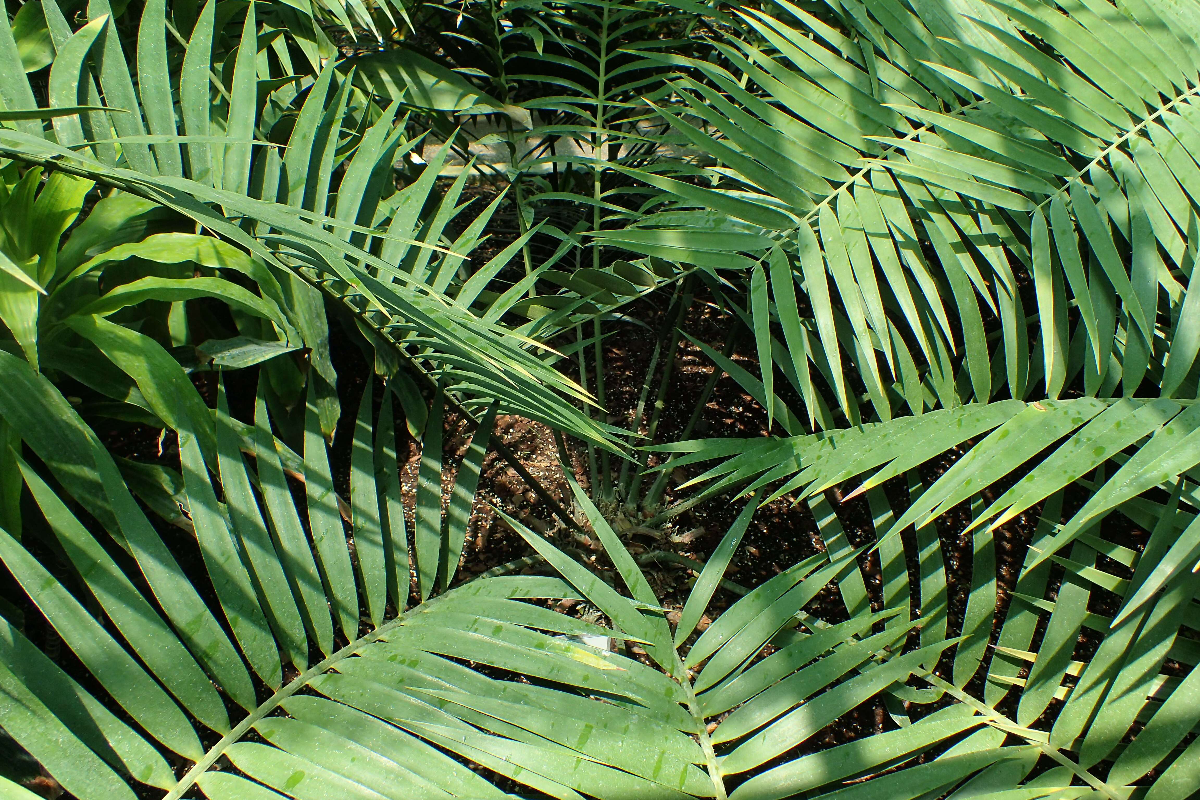 Image of Cycad