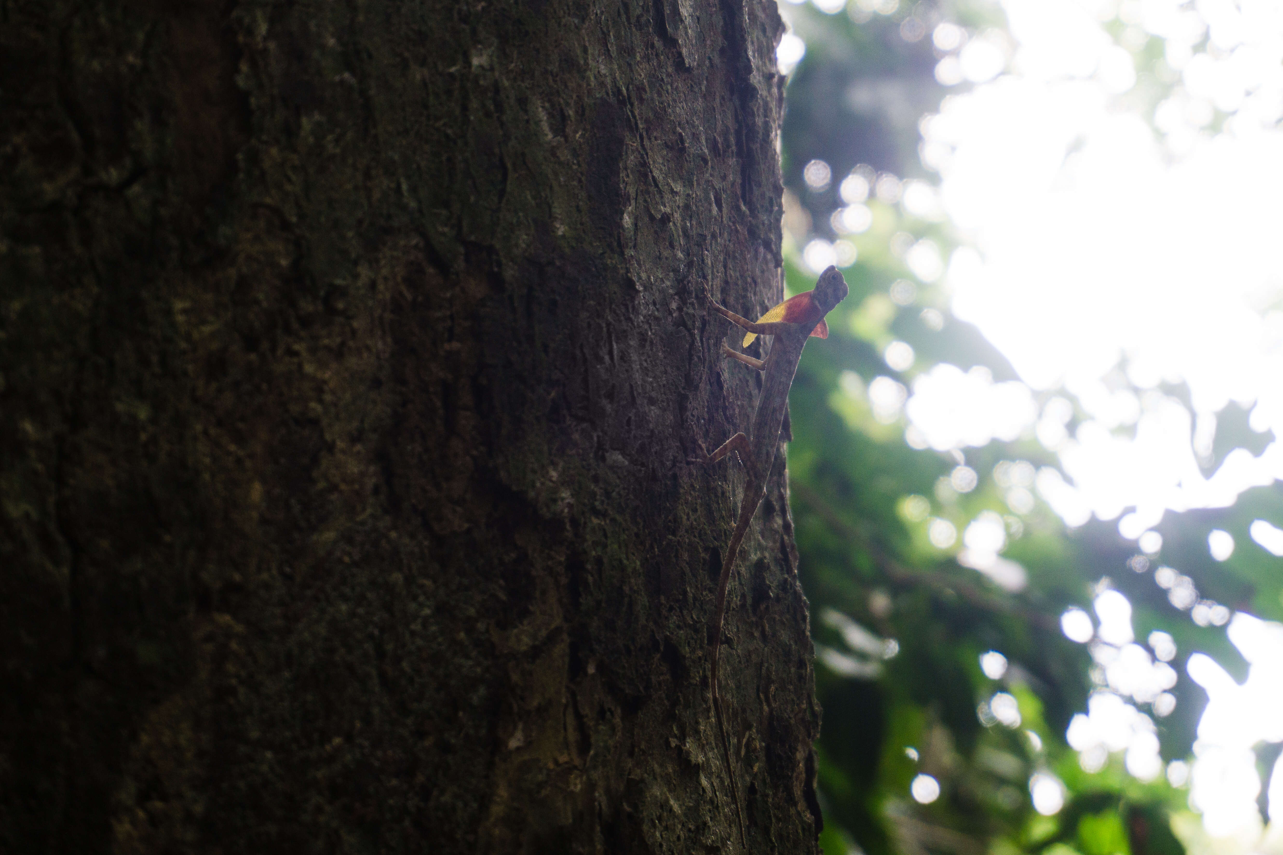 Image of Draco Lizards