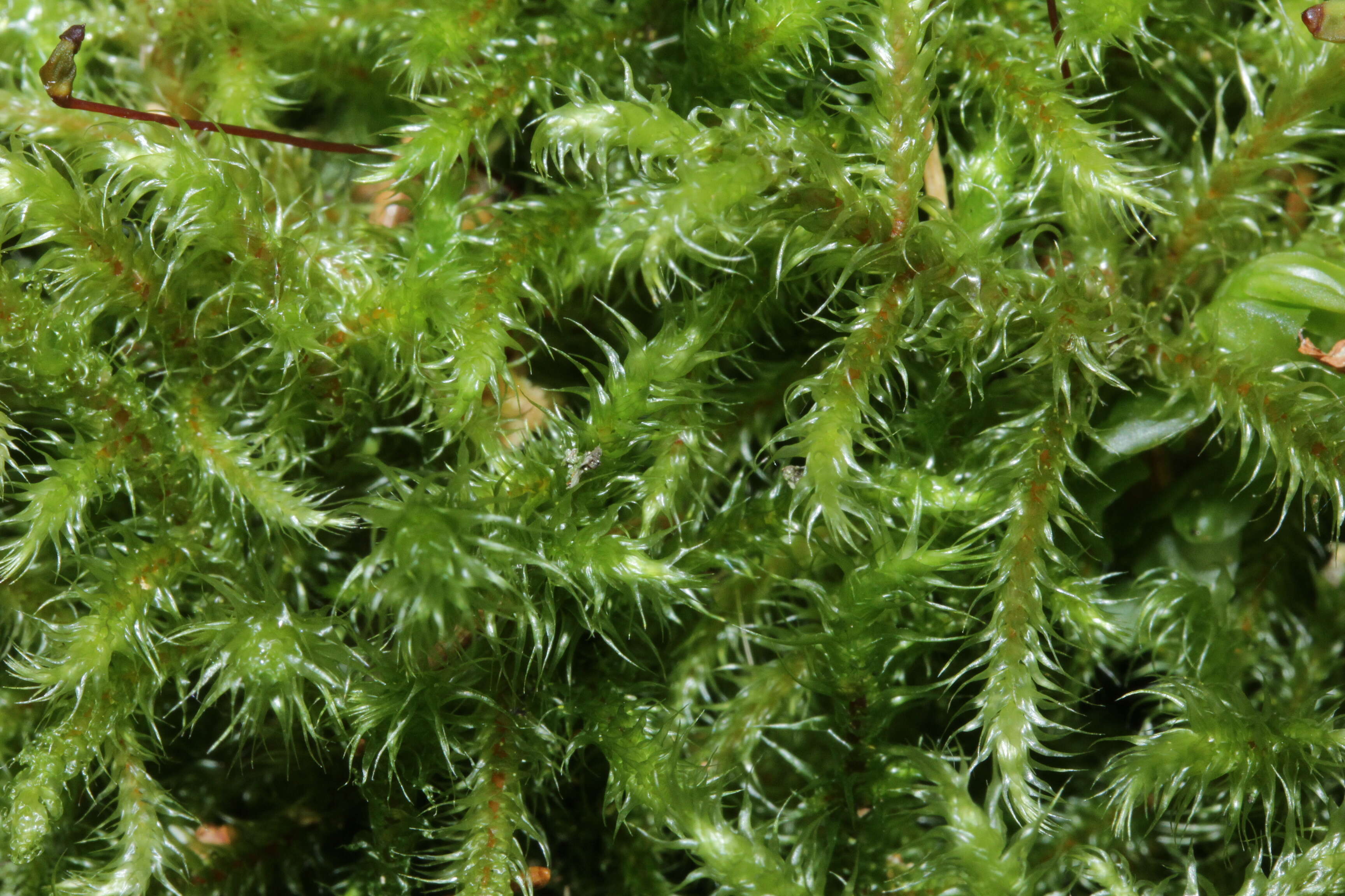 Image of goose neck moss