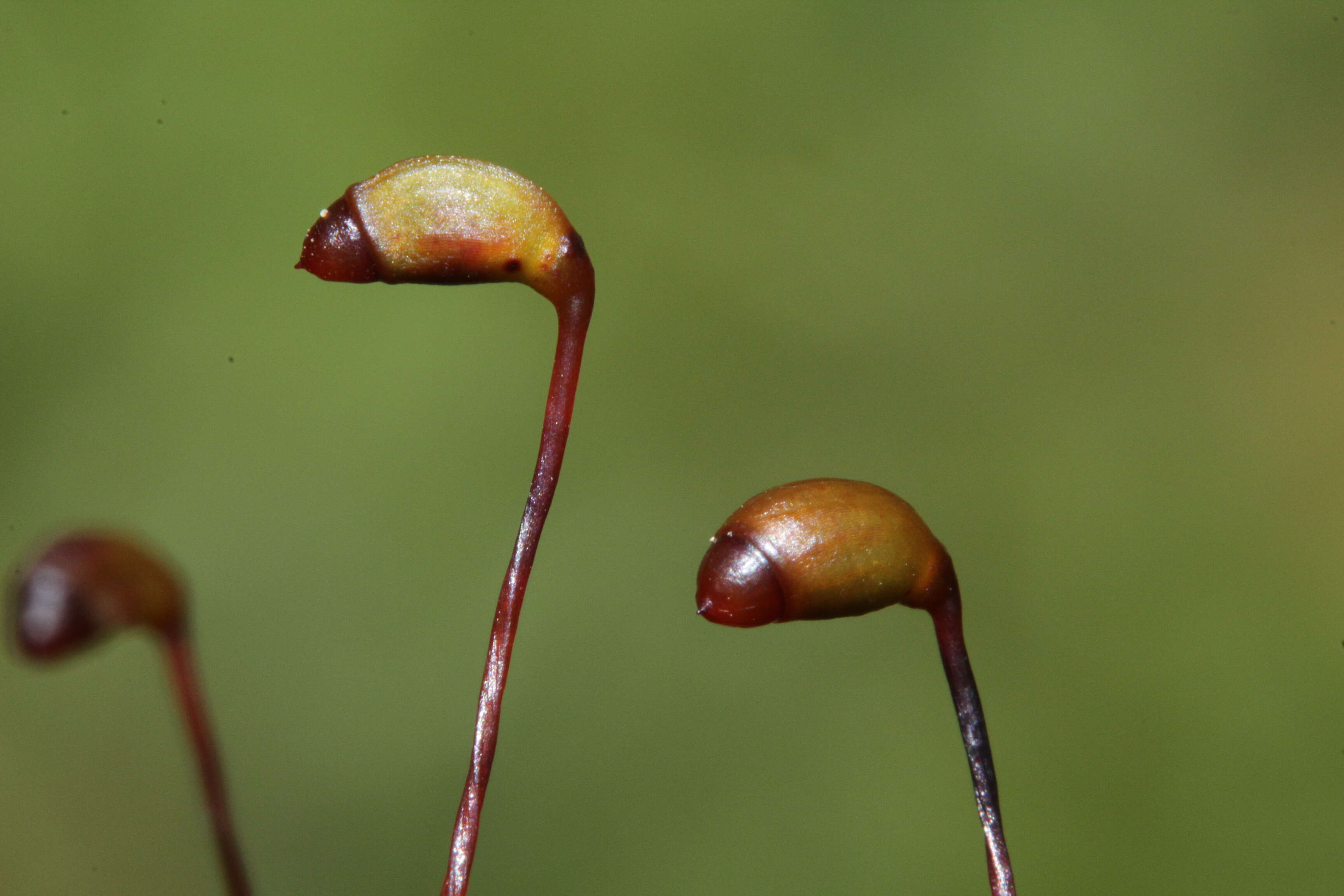 Image of goose neck moss