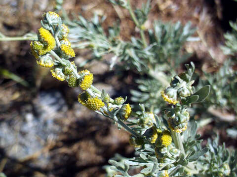 Image of Artemisia chamaemelifolia Vill.