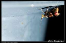 Image of Nemophora ahenea Stringer 1930