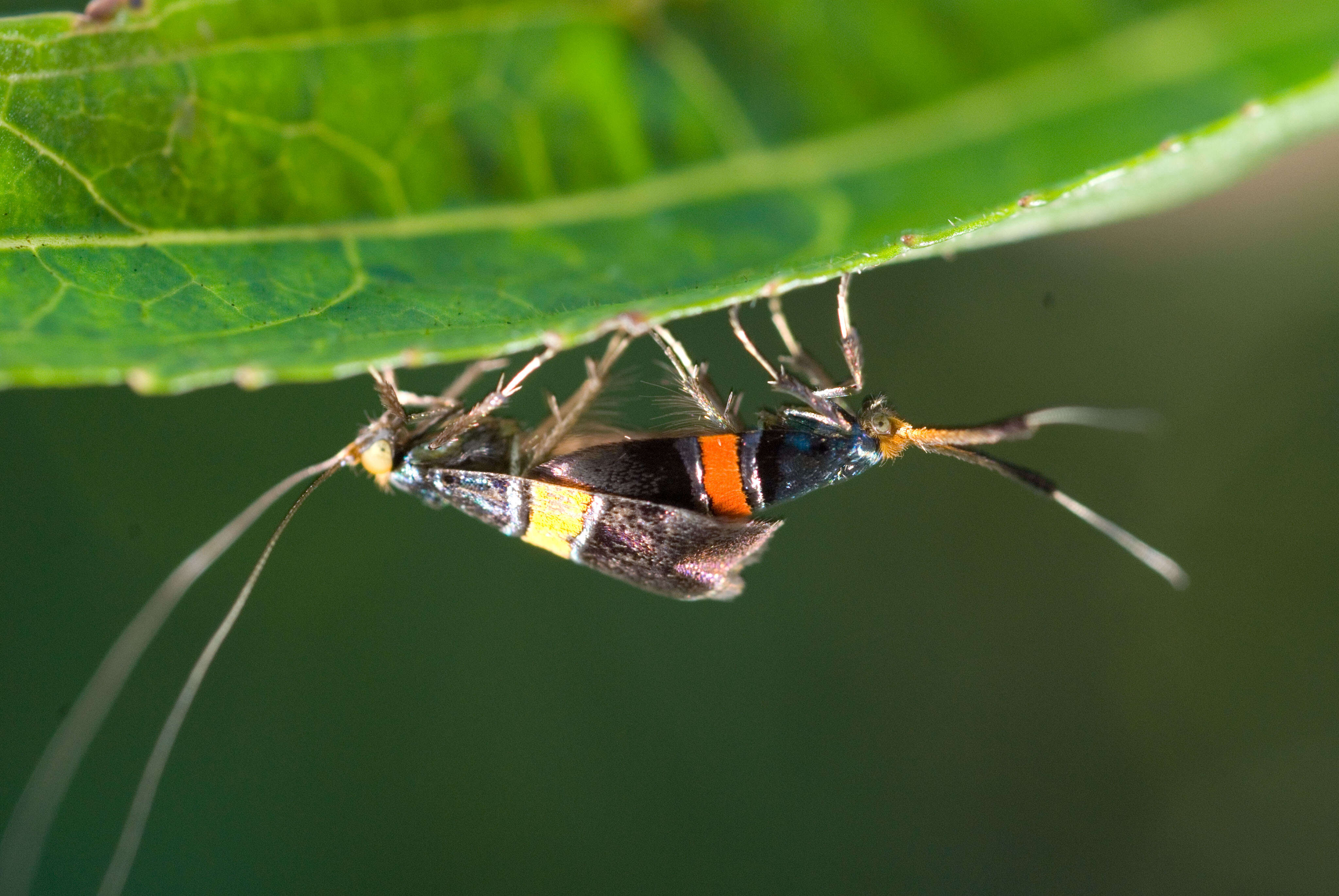 Imagem de Nemophora