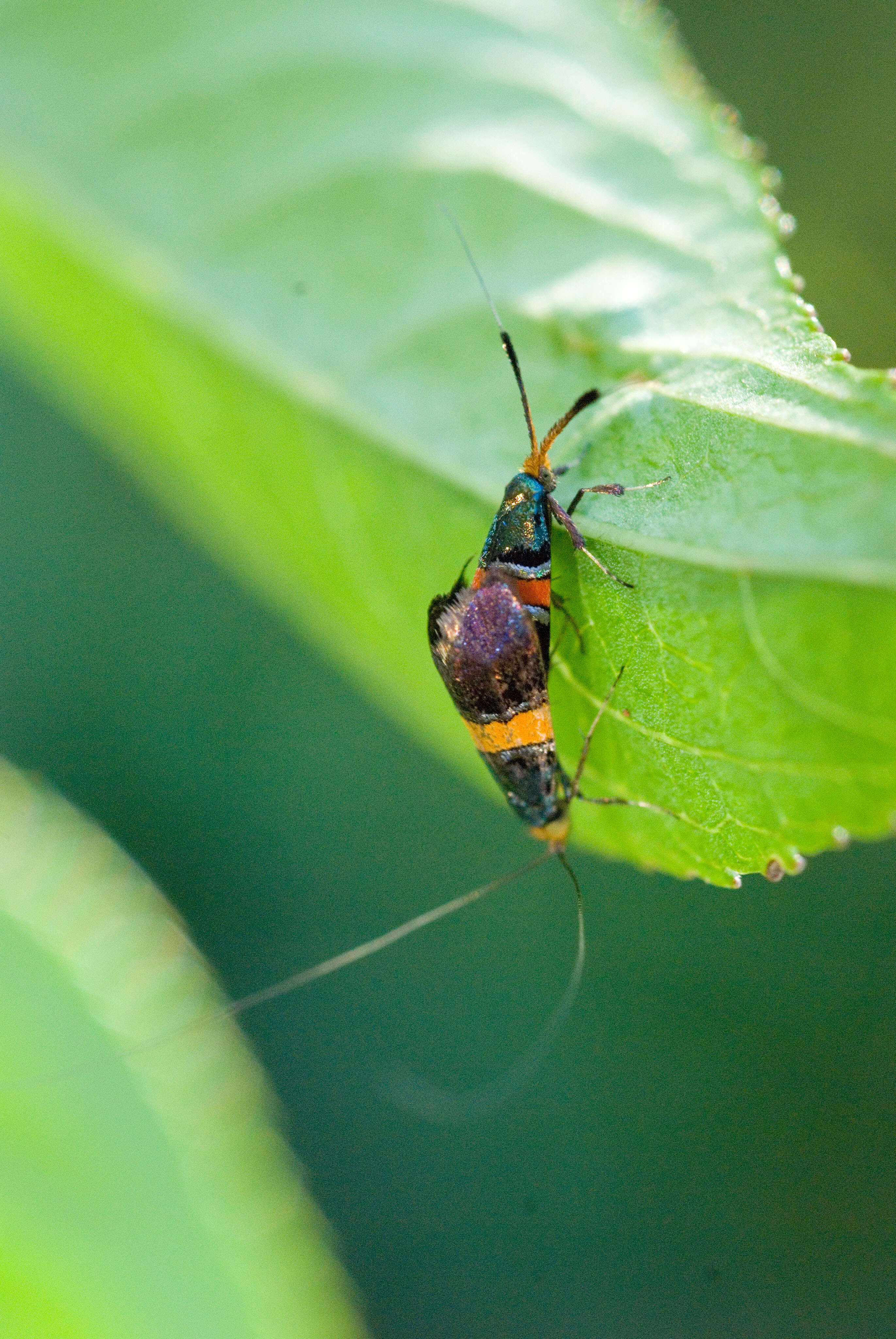 Imagem de Nemophora