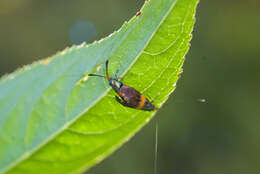 Imagem de Nemophora