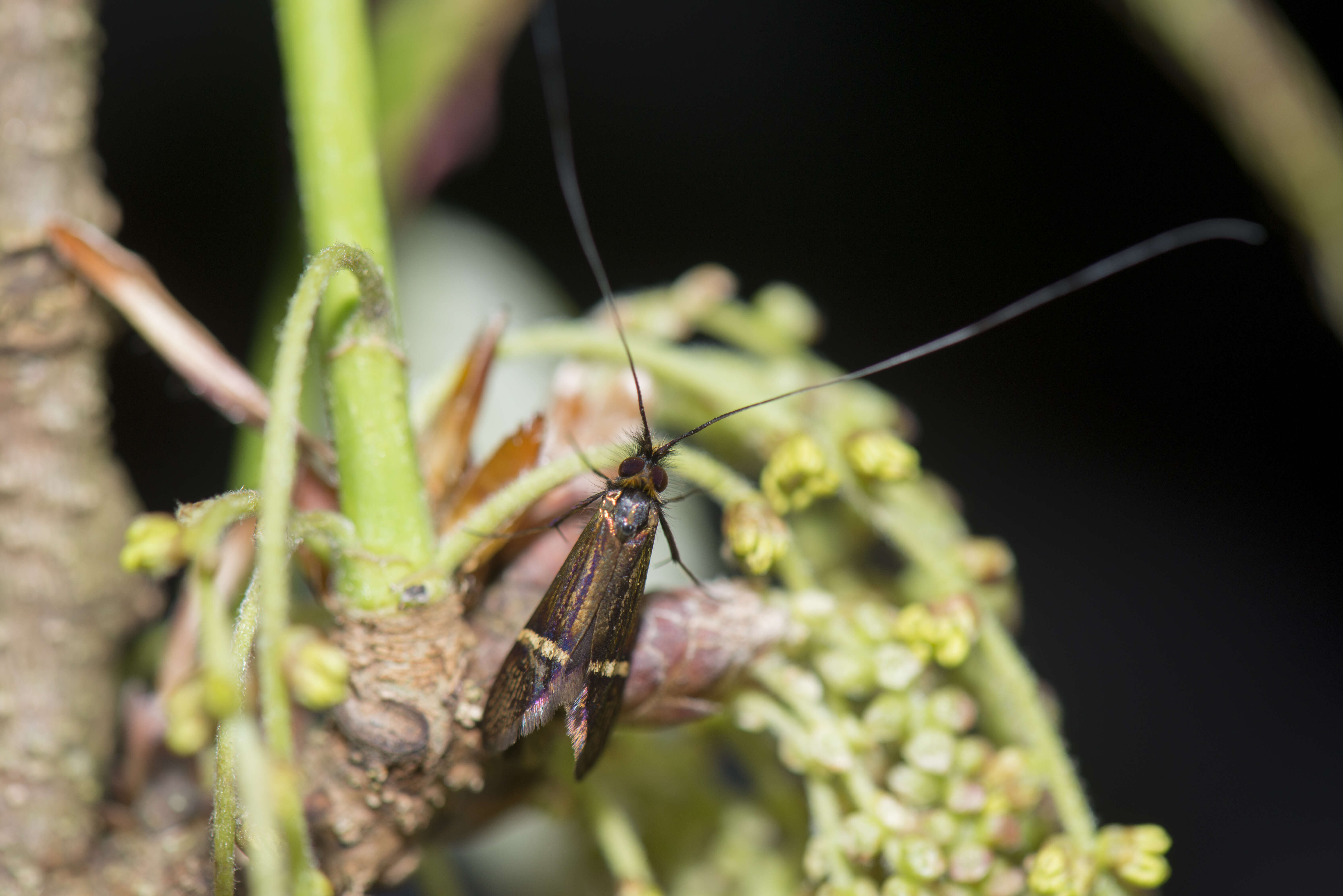 Imagem de Nemophora