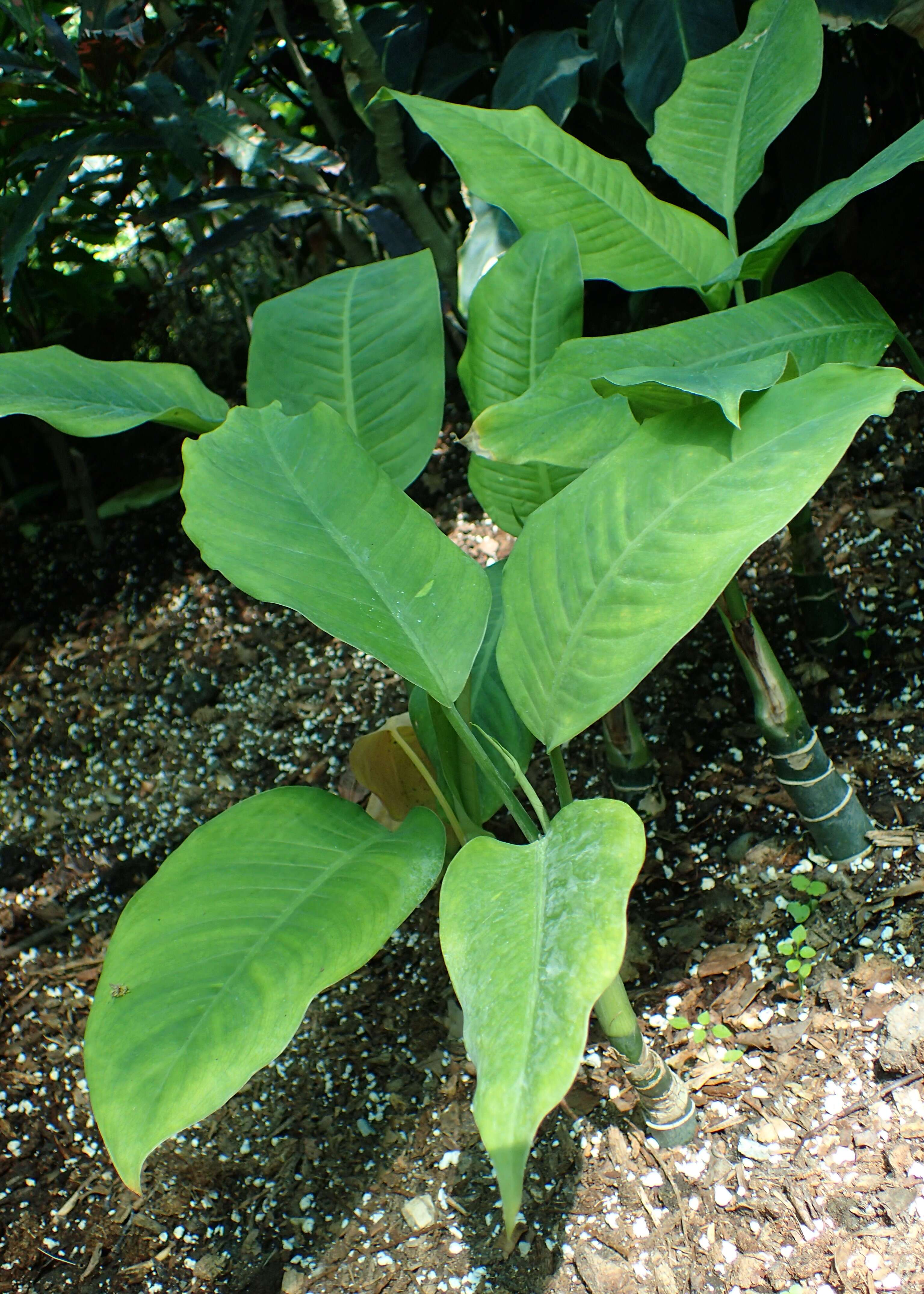 Image of dumbcane