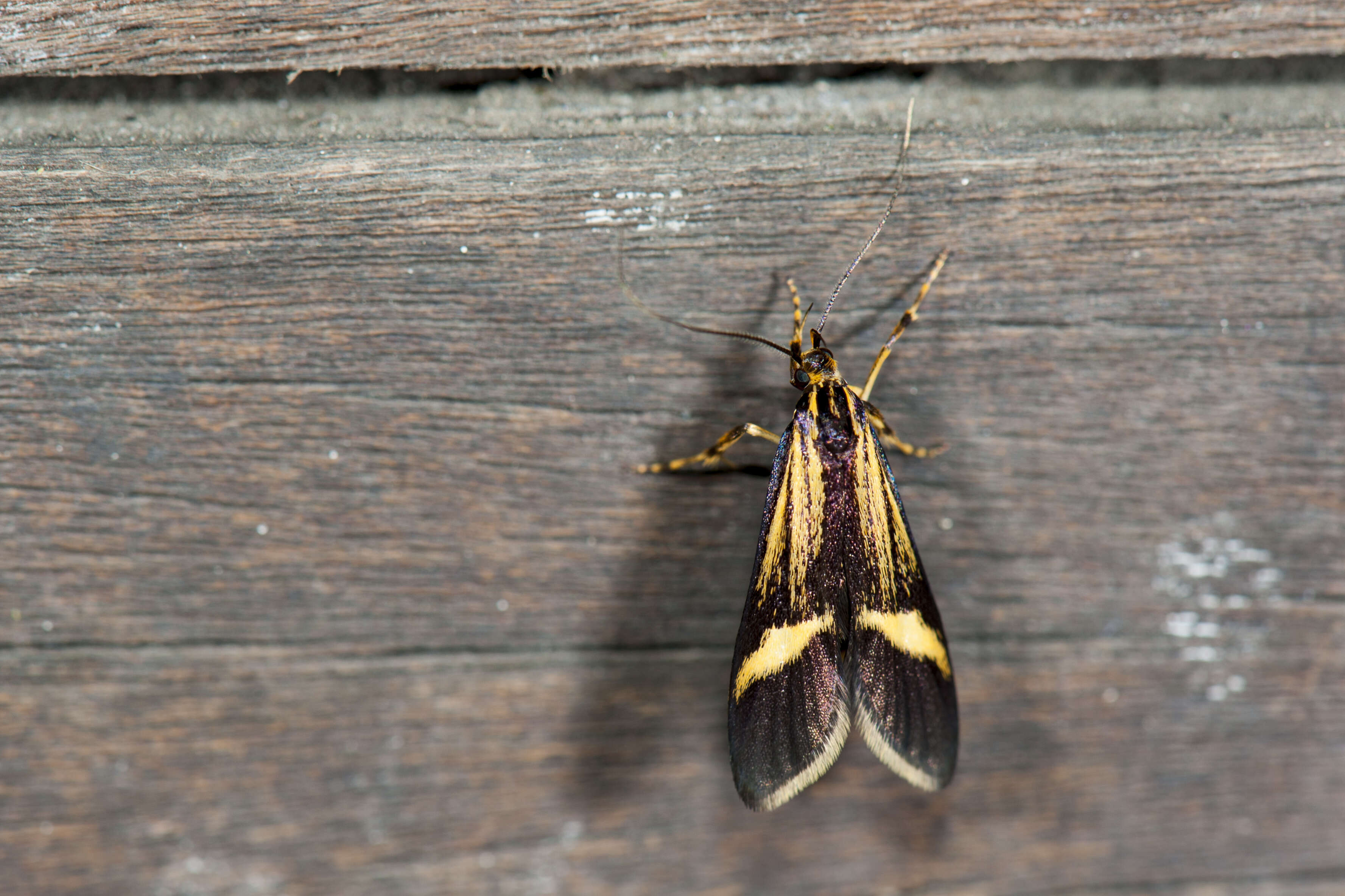 Image of Lysipatha diaxantha Meyrick 1932