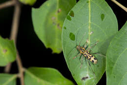 Image of Bamboo longhorn beetle