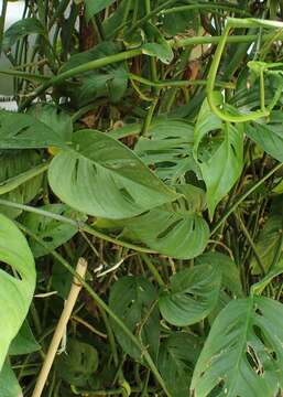 Image of Monstera epipremnoides Engl.