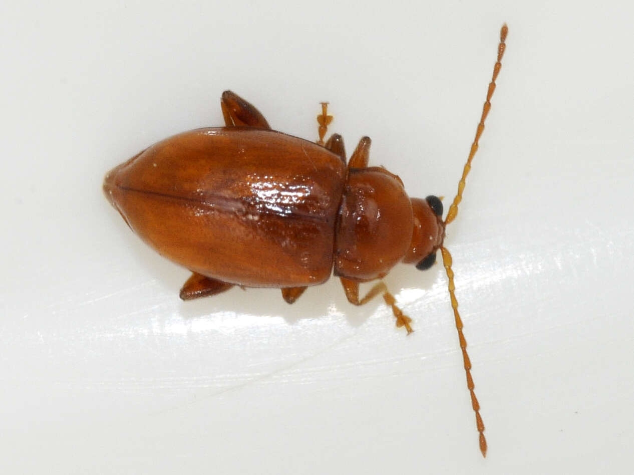 Sivun Neocrepidodera transversa kuva