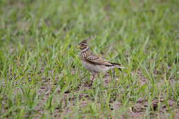 Image of Skylark