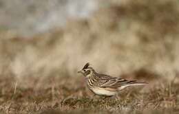 Image of Skylark