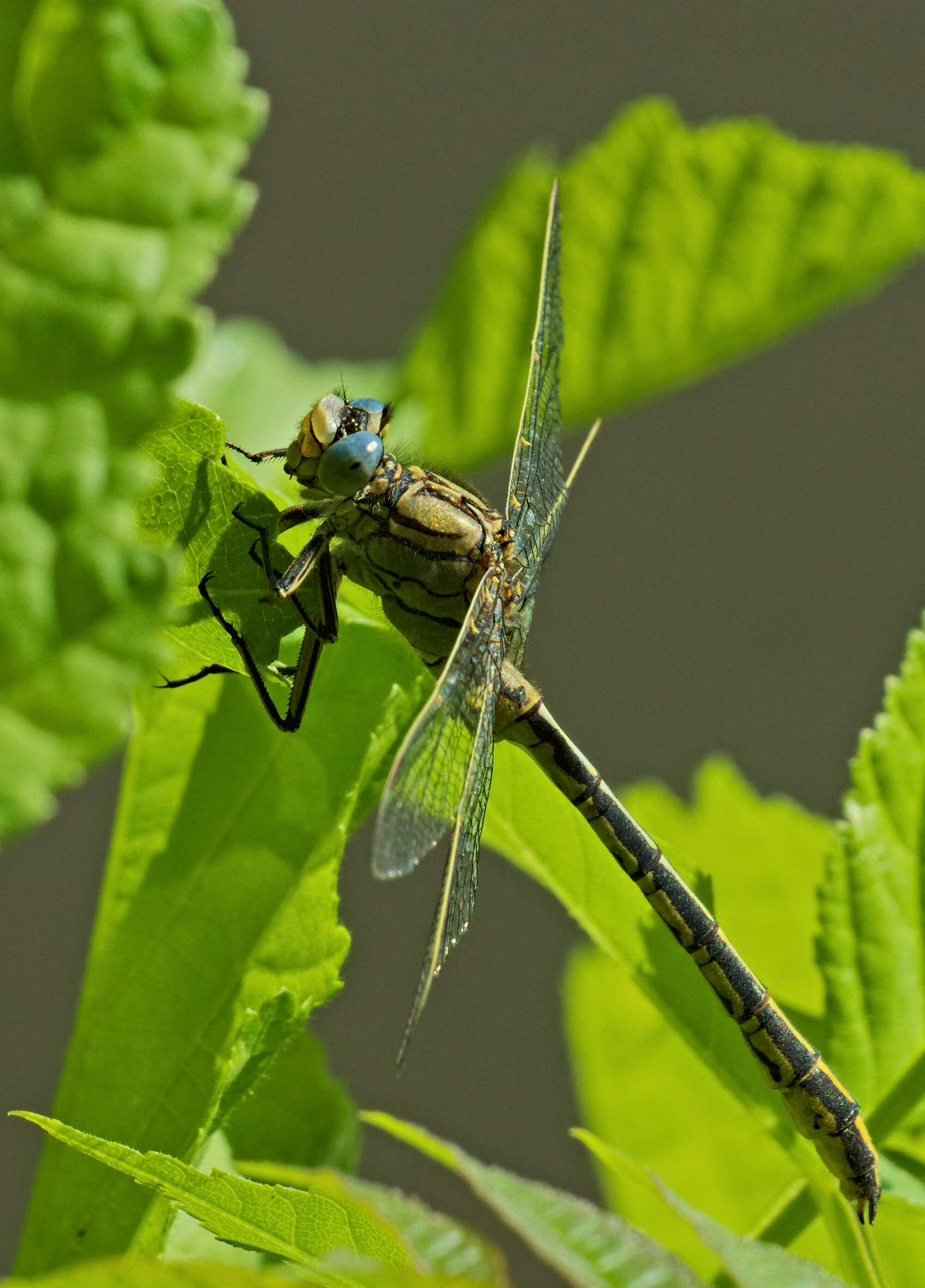 Image of Western Clubtail