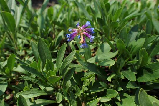 Image of low beardtongue