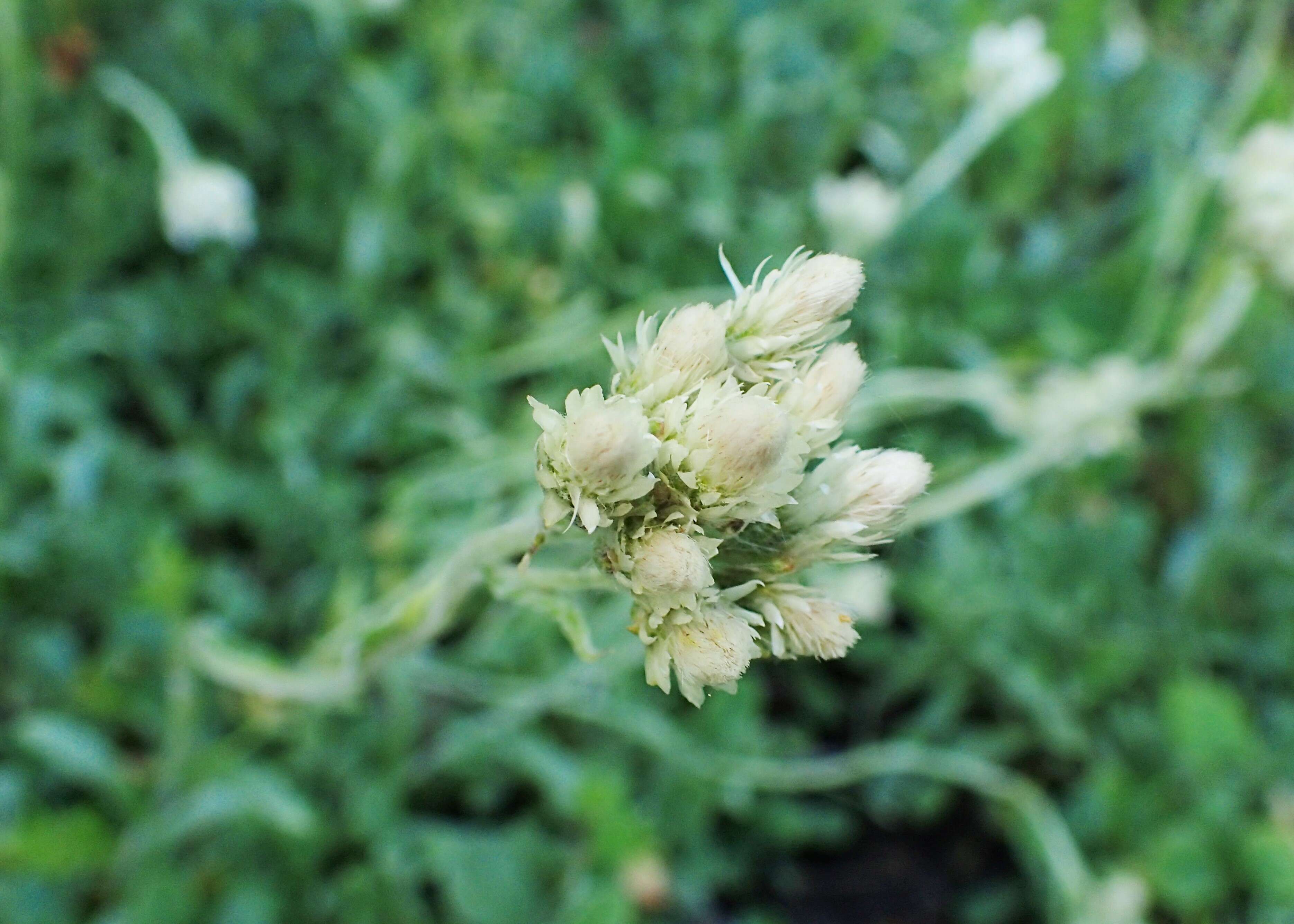 Imagem de Antennaria neglecta Greene