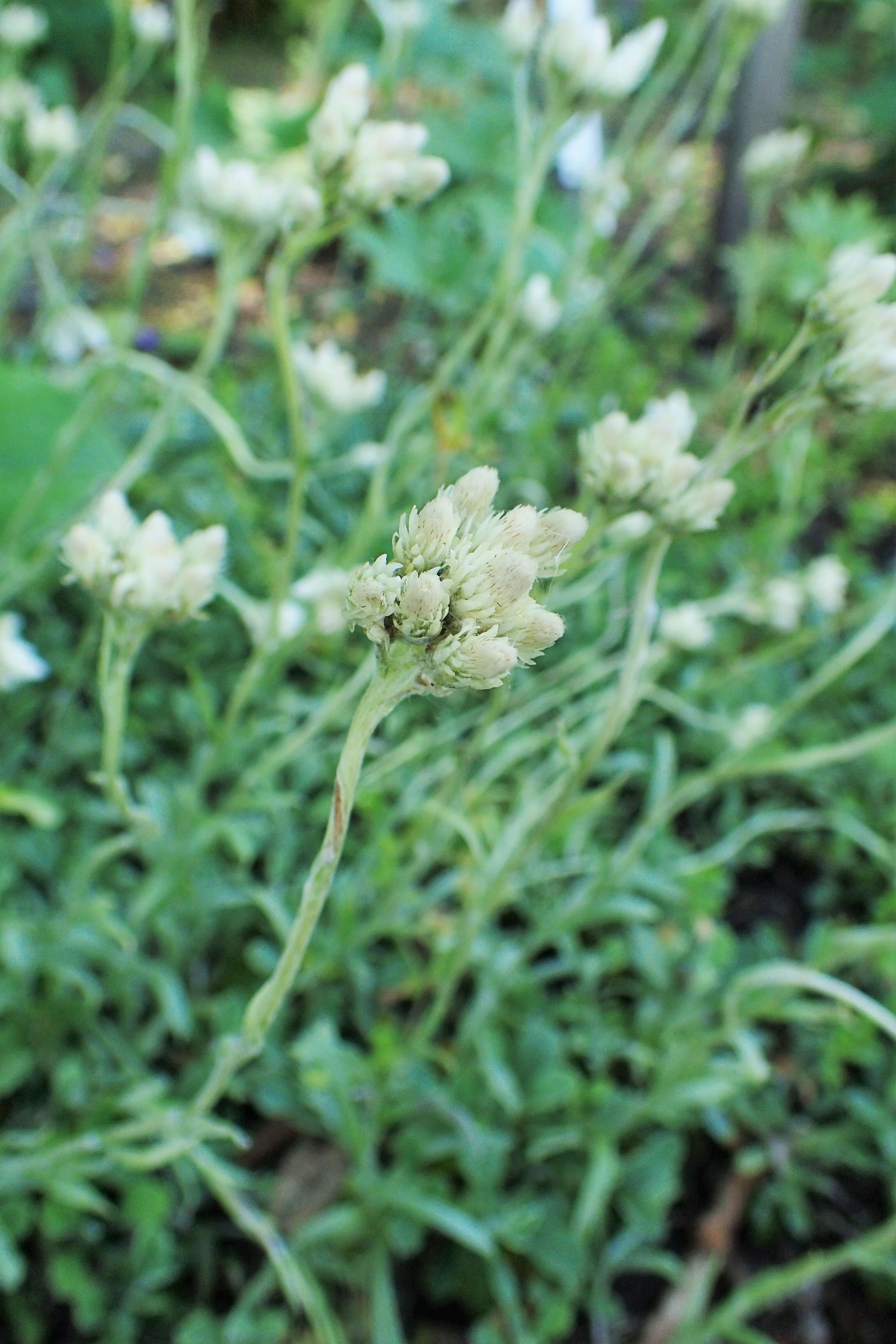 Imagem de Antennaria neglecta Greene