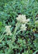 Imagem de Antennaria neglecta Greene