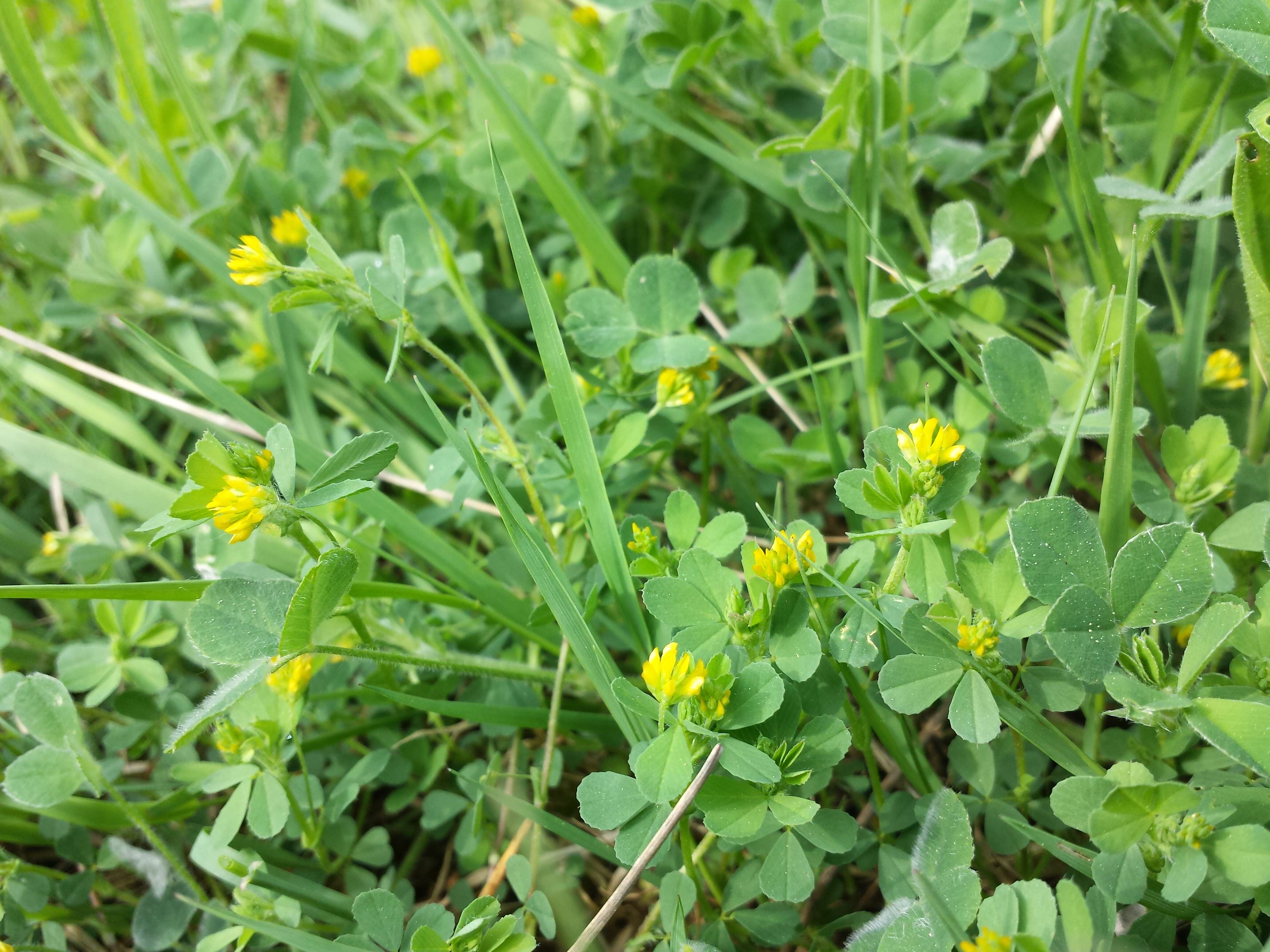 Image of Lesser Hop Trefoil