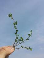 Image of Lesser Hop Trefoil