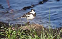 Image of African Pied Wagtail