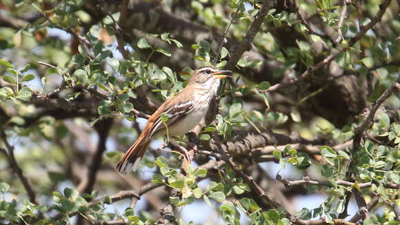 Image of White-browed Scrub Robin