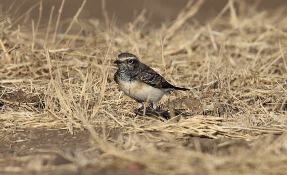 Image of Pied Wheatear