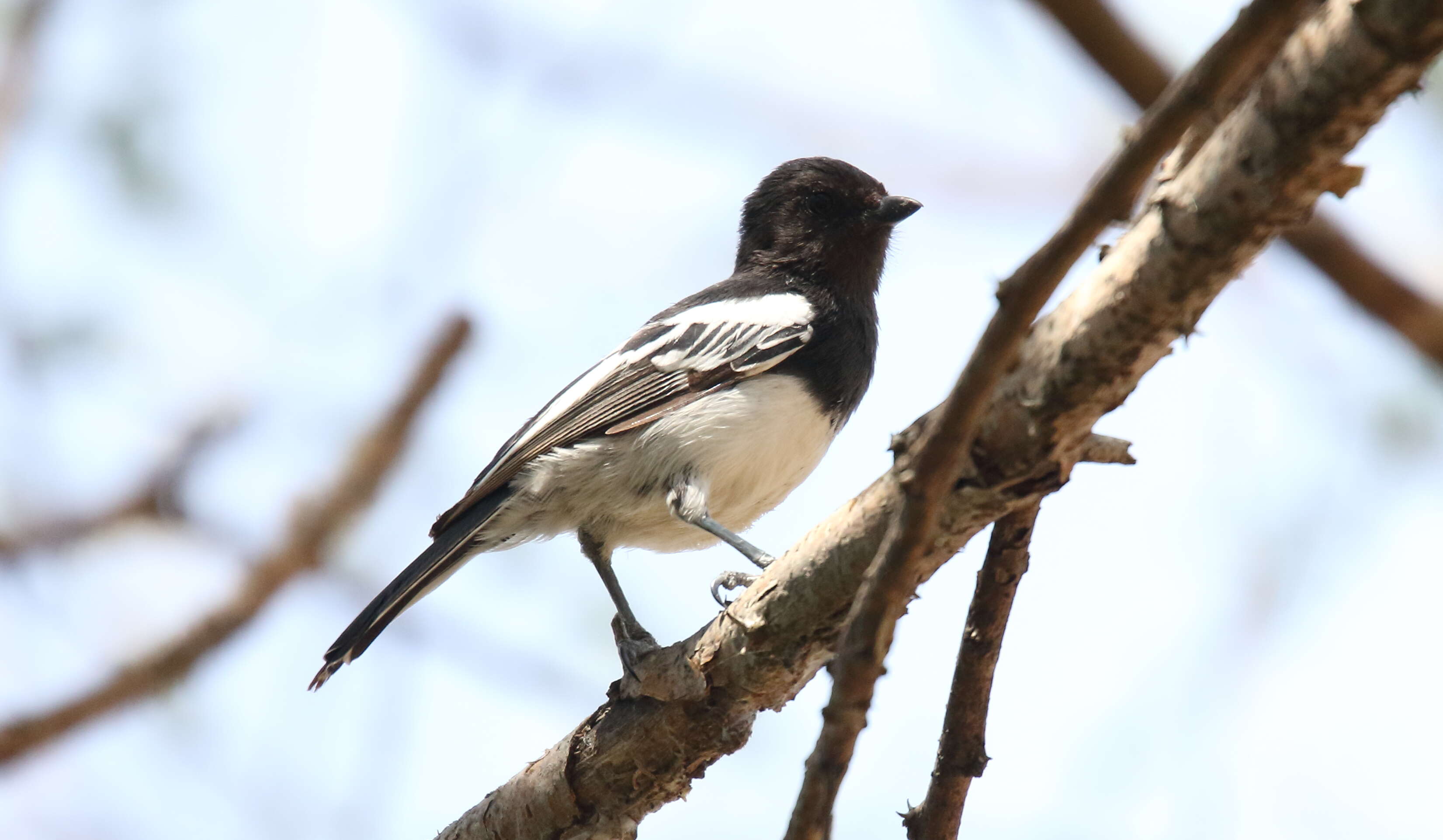 Image of White-bellied Tit