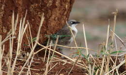 Image of Northern Pied Babbler