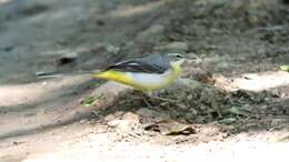 Image of Grey Wagtail