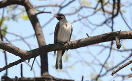 Image of Greater Honeyguide