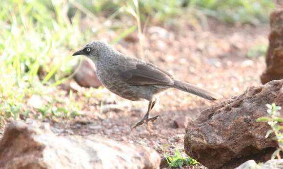 Image of Black-lored Babbler