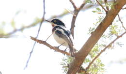 Image of Chinspot Batis