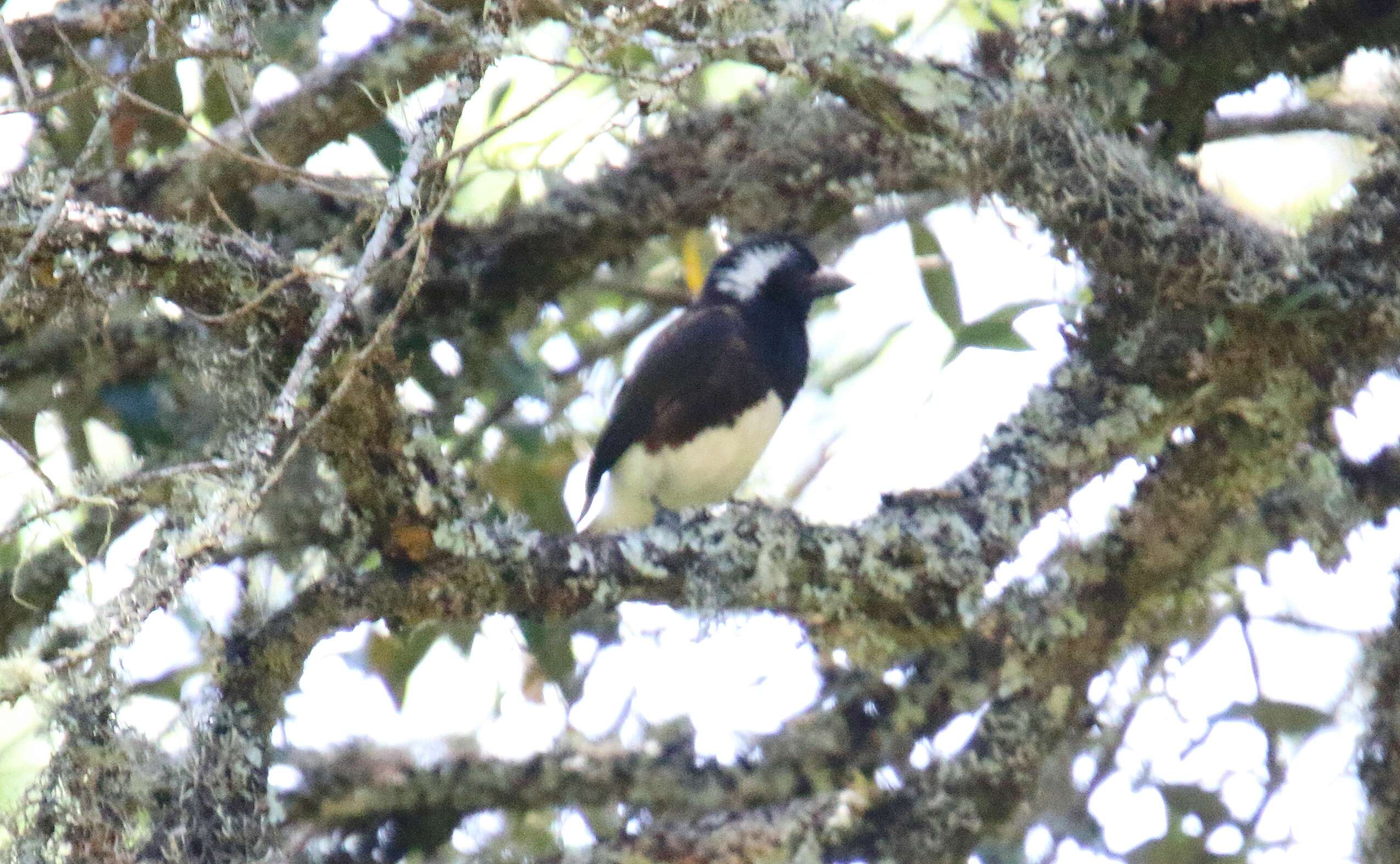 Image of White-eared Barbet